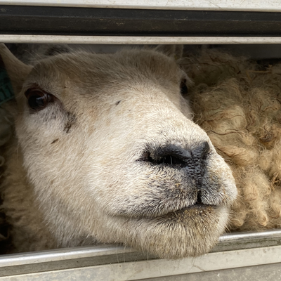 SuffolkVegan picture