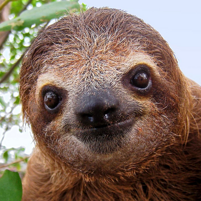 Slothy picture