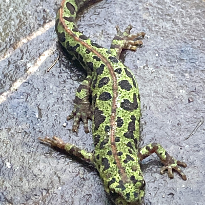 vegane-reisen picture