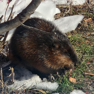 AllinmiAngel picture