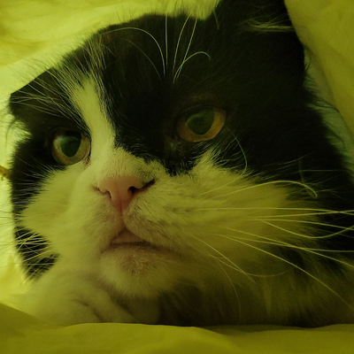 Lunchbean picture