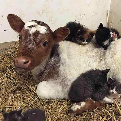 MaryTDMoo picture