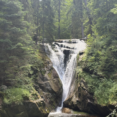 wildfern13 picture