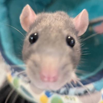 NikitaGogineni picture