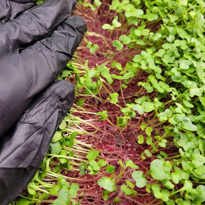 KonchRepublicGreens picture