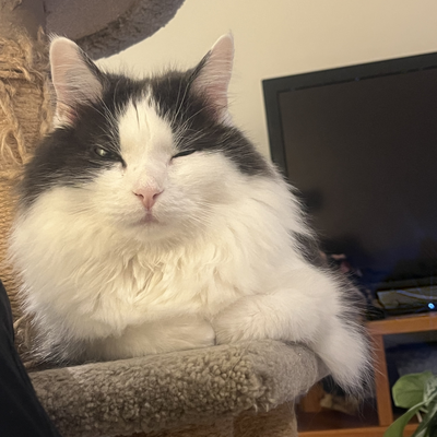 caracaracara picture