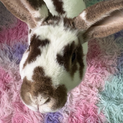 CitrusBunny picture