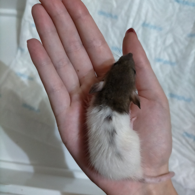 lululululululu picture