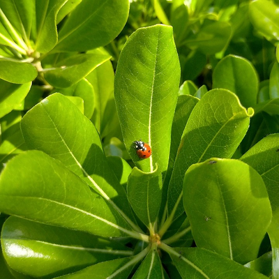 lululululululu picture