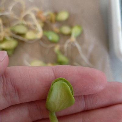 lululululululu picture