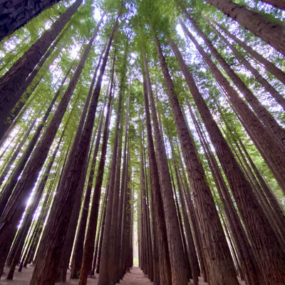 TheYarraValleyVegan picture