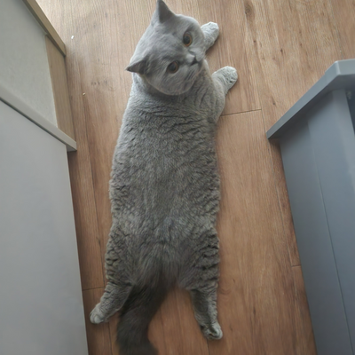 Bamboubibiche picture