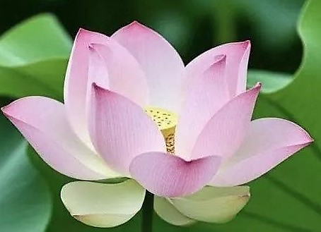 Ian(Jiayi) picture