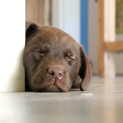 Rockingriqui picture