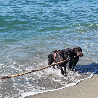 Rockingriqui picture