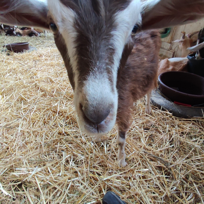 JilCassieViand-Sapi picture