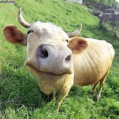 NathanielGross picture