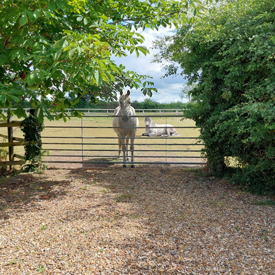 Mouse_Lamborghini picture