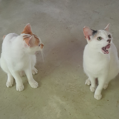 MonEko picture