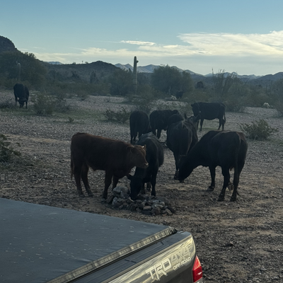 walkaboutdave picture