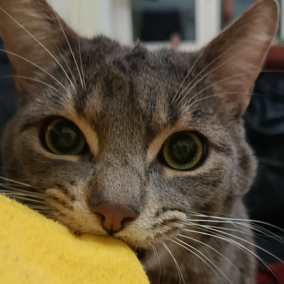 TaniaDesiderato picture