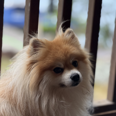 gamiro picture