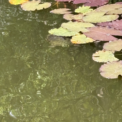 ArnoldM.DAmato picture