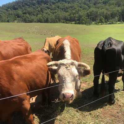 Happy-Vegan1977 picture