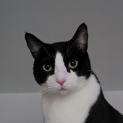 sprattandcat picture