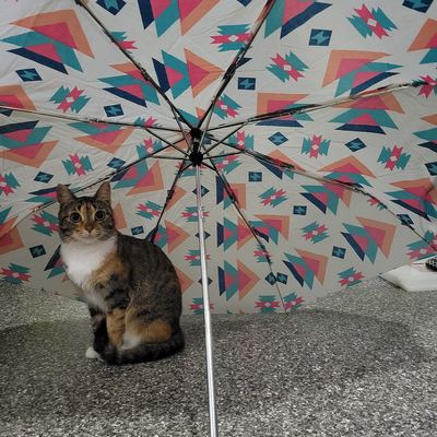 sprattandcat picture