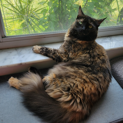 sprattandcat picture