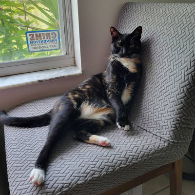 sprattandcat picture