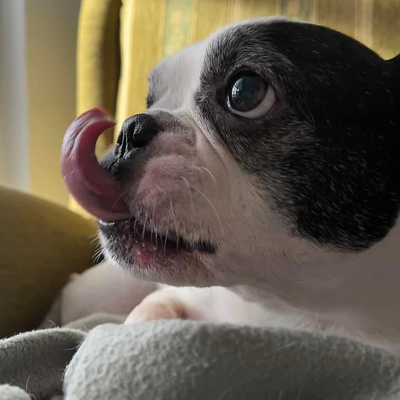 BulldogVegan picture