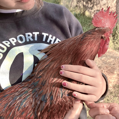 junocecropia picture