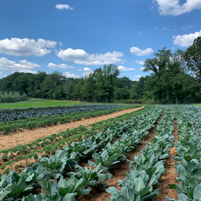 alstedefarms picture