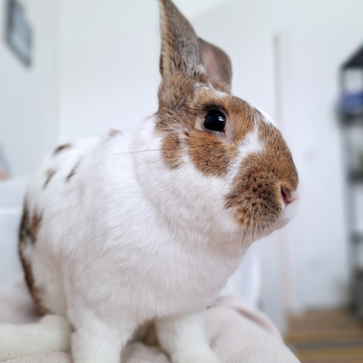 EphemeralLight picture