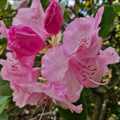 Rosaflausch picture