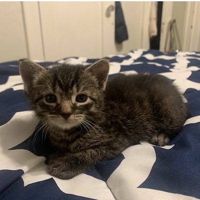 LadyVeganPeloton picture