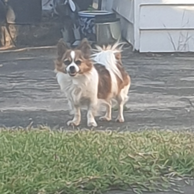 LillianDLeeMicallef picture