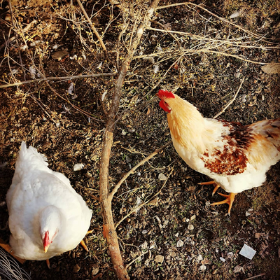 RisingSoulRetreat picture