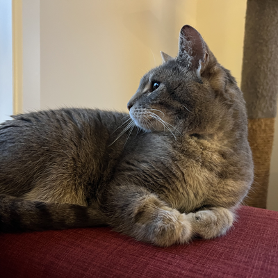 HenryTheLapCat picture