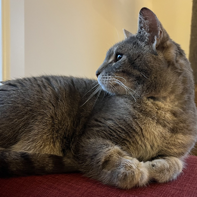 HenryTheLapCat picture