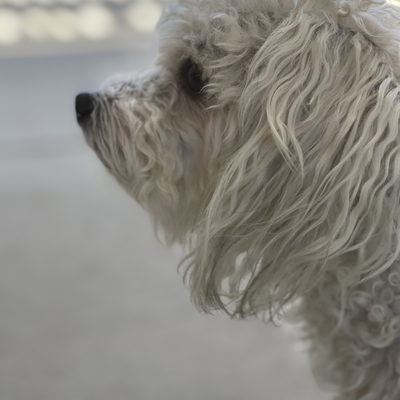 vegan.sidney picture