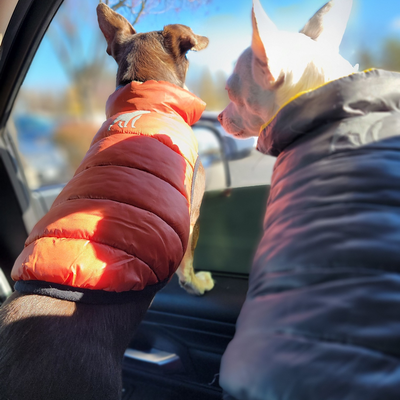 GingerIsVegan picture