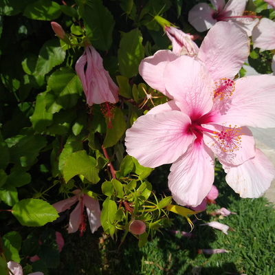 Sonjasayshello picture