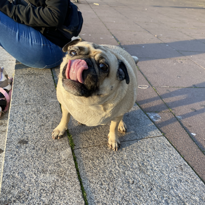 sophalkatoffal picture