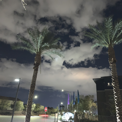 happyvegasvegan picture