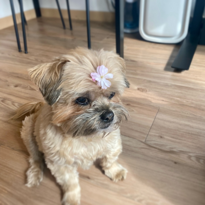 possumfan2017 picture