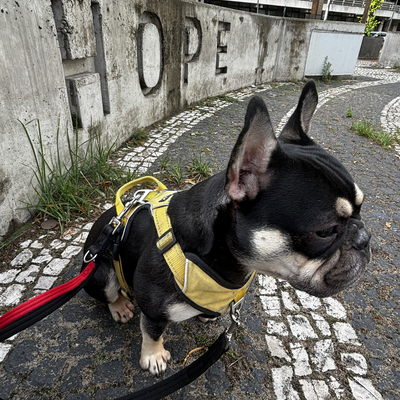 AnnelieGiesbrecht picture