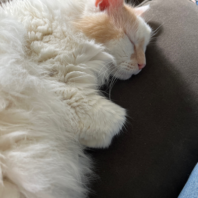 BuffaloAriana picture